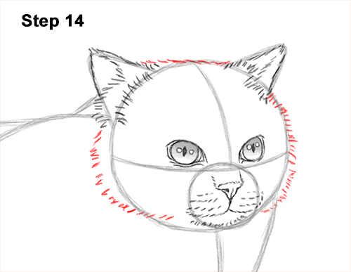 Draw a Himalayan Cat Kitten Side 14 How to Draw Himalayan Cat Kitten Seal Point 14