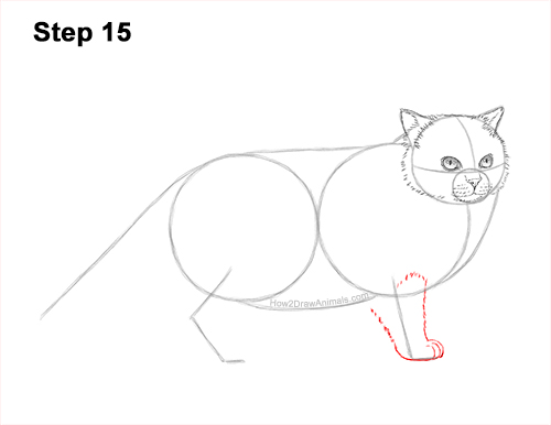 Draw a Himalayan Cat Kitten Side 15 How to Draw Himalayan Cat Kitten Seal Point 15