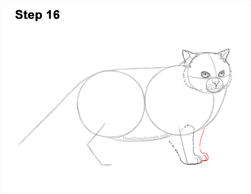 Draw a Himalayan Cat Kitten Side 16 How to Draw Himalayan Cat Kitten Seal Point 16