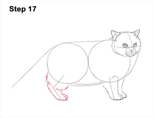 Draw a Himalayan Cat Kitten Side 17 How to Draw Himalayan Cat Kitten Seal Point 17