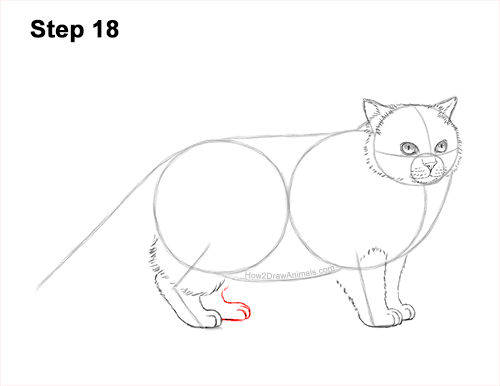 Draw a Himalayan Cat Kitten Side 18 How to Draw Himalayan Cat Kitten Seal Point 18