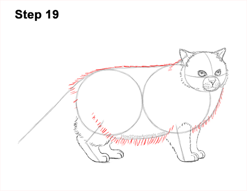 Draw a Himalayan Cat Kitten Side 19 How to Draw Himalayan Cat Kitten Seal Point 19