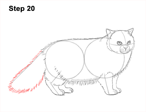 Draw a Himalayan Cat Kitten Side 20 How to Draw Himalayan Cat Kitten Seal Point 20