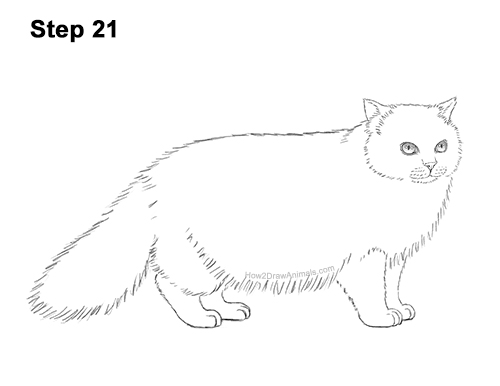 Draw a Himalayan Cat Kitten Side 21 How to Draw Himalayan Cat Kitten Seal Point 21