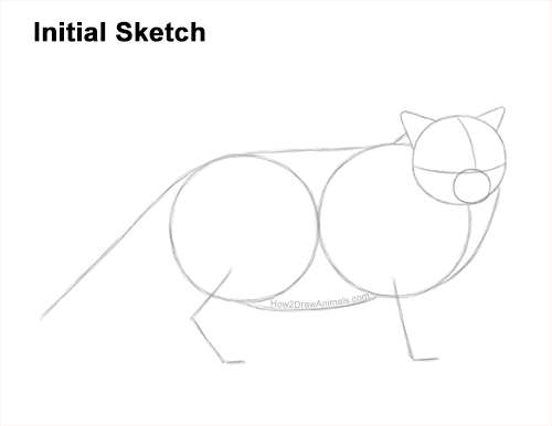 Draw a Himalayan Cat Kitten Side Guidelines How to Draw Himalayan Cat Kitten Seal Point Guides Lines