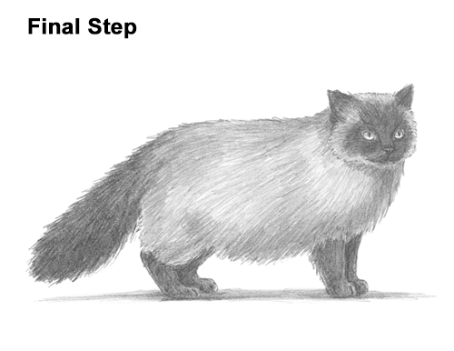 Draw a Himalayan Cat Kitten Side How to Draw Himalayan Cat Kitten Seal Point
