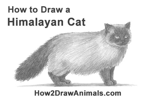 Draw a Himalayan Cat Kitten Side How to Draw Himalayan Cat Kitten Seal Point