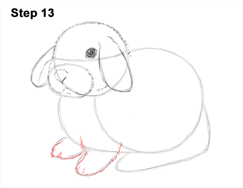 Holland Lop Bunny Drawing 13 Draw Holland Lop Rabbit 13