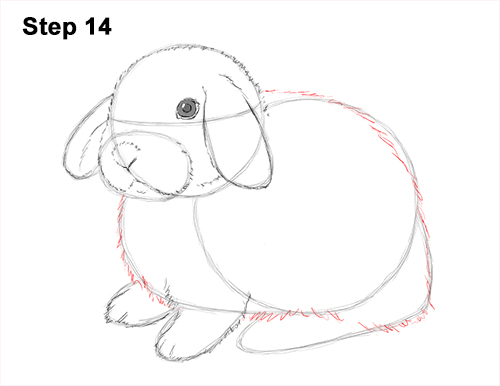 Holland Lop Bunny Drawing 14 Draw Holland Lop Rabbit 14