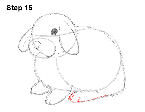 Holland Lop Bunny Drawing 15 Draw Holland Lop Rabbit 15