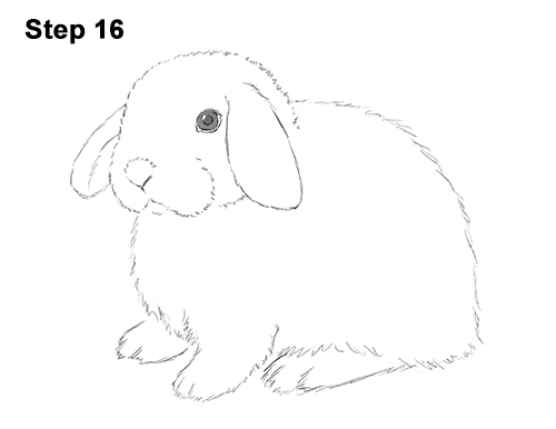 Holland Lop Bunny Drawing 16 Draw Holland Lop Rabbit 16