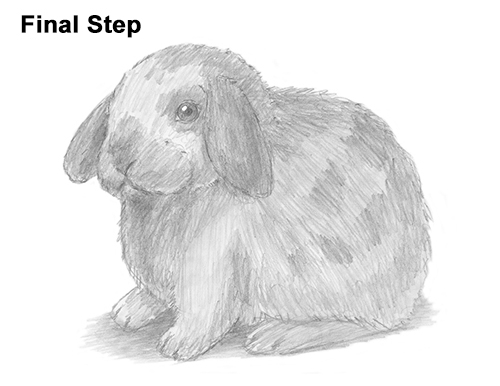 Holland Lop Bunny Drawing Draw Holland Lop Rabbit