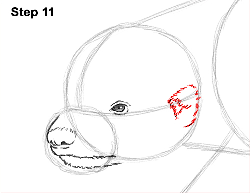 Draw Honey Badger 11
