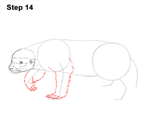 Draw Honey Badger 14