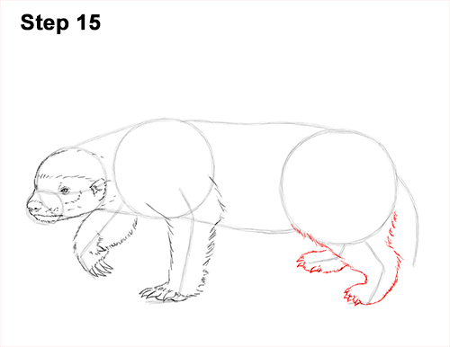 Draw Honey Badger 15