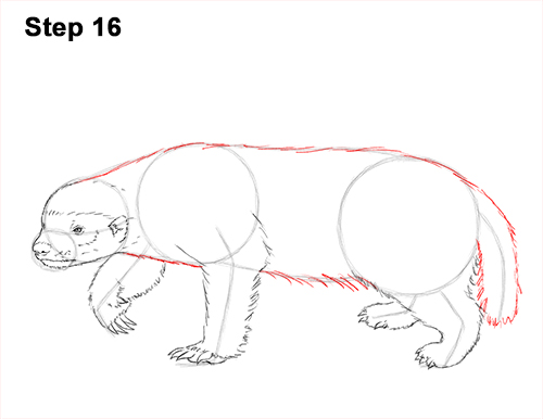 Draw Honey Badger 16