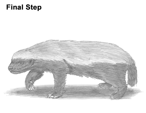Draw Honey Badger