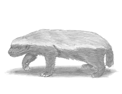 How to Draw a Honey Badger
