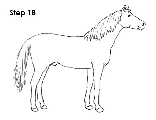 Horse Drawing 18 Draw Horse 18