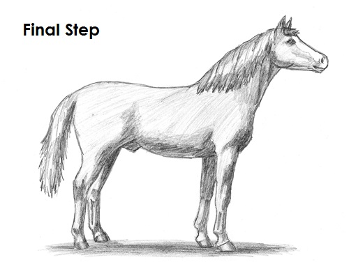 Horse Drawing Final Draw Horse Final