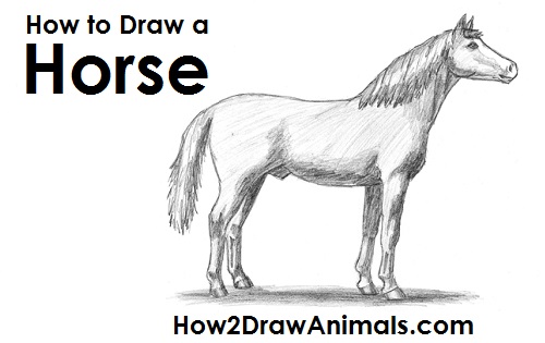 Draw an Arabian Horse How to Draw an Arabian Horse Side View