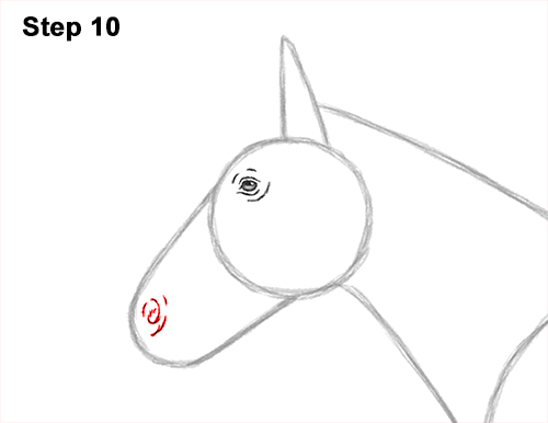 Draw a Draw a Horse Color Side View 10 How to Draw a Brown Horse Color Side View 10