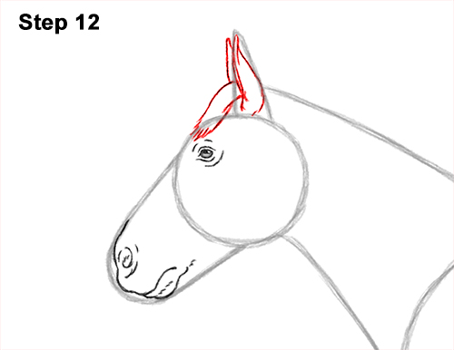 Draw a Draw a Horse Color Side View 12 How to Draw a Brown Horse Color Side View 12
