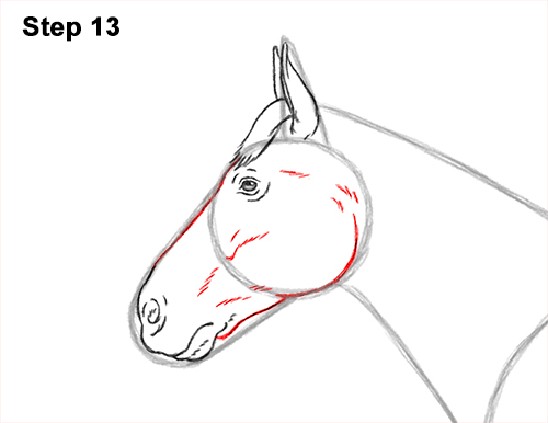 Draw a Draw a Horse Color Side View 13 How to Draw a Brown Horse Color Side View 13
