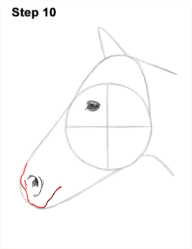 Draw Horse Head 10 How to Draw Horse Head Face Profile Portrait 10