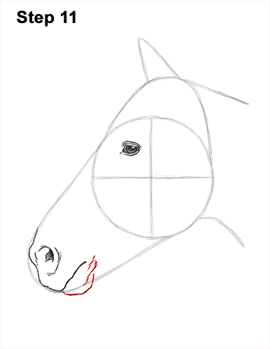 Draw Horse Head 11 How to Draw Horse Head Face Profile Portrait 11