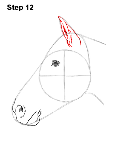 Draw Horse Head 12 How to Draw Horse Head Face Profile Portrait 12