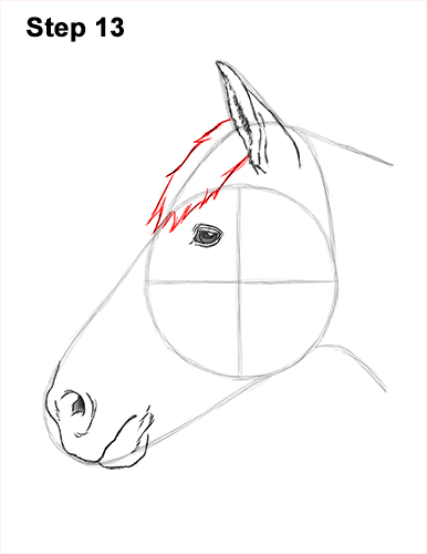 Draw Horse Head 13 How to Draw Horse Head Face Profile Portrait 13
