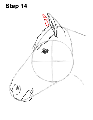 Draw Horse Head 14 How to Draw Horse Head Face Profile Portrait 14