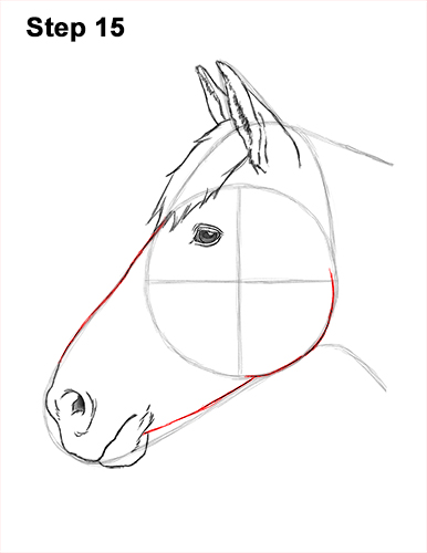 Draw Horse Head 15 How to Draw Horse Head Face Profile Portrait 15