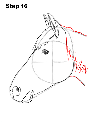 Draw Horse Head 16 How to Draw Horse Head Face Profile Portrait 16