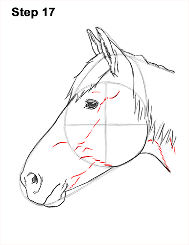 Draw Horse Head 17 How to Draw Horse Head Face Profile Portrait 17