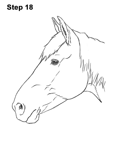Draw Horse Head 18 How to Draw Horse Head Face Profile Portrait 18