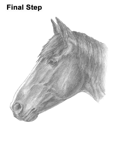 Draw Horse Head How to Draw Horse Head Face Profile Portrait