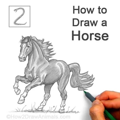 Congratulations -- You're Done! How to Draw a Horse Finished Drawing