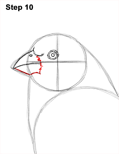 How to Draw Red House Finch Bird Color 10