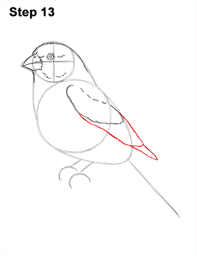 How to Draw Red House Finch Bird Color 13