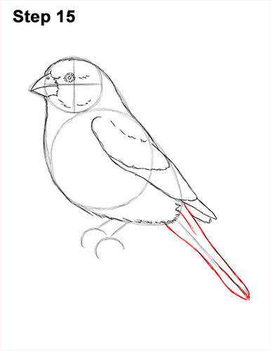 Draw a House Finch Bird 15 How to Draw Red House Finch Bird Color 15
