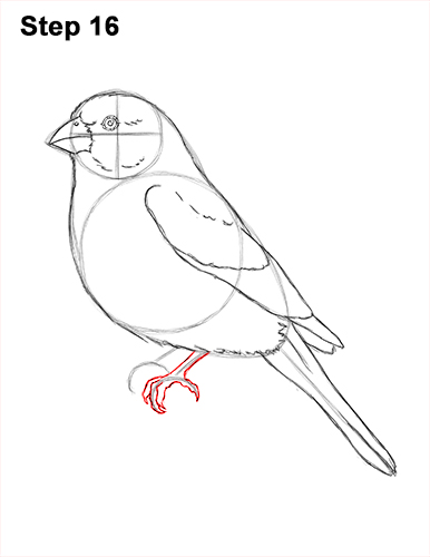 Draw a House Finch Bird 16 How to Draw Red House Finch Bird Color 16