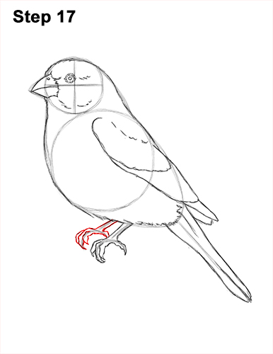 Draw a House Finch Bird 17 How to Draw Red House Finch Bird Color 17