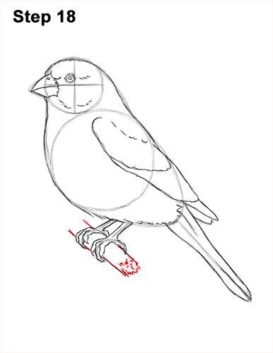 Draw a House Finch Bird 18 How to Draw Red House Finch Bird Color 18