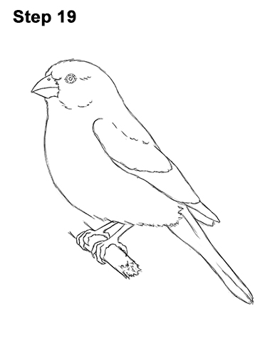 Draw a House Finch Bird 19 How to Draw Red House Finch Bird Color 19