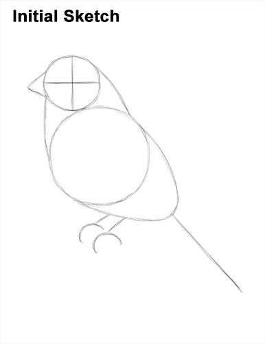 How to Draw Red House Finch Bird Color Sketch