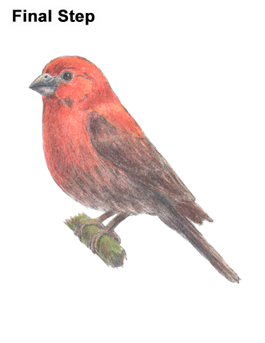 Draw a House Finch Bird How to Draw Red House Finch Bird Color