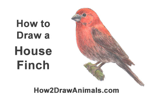 Draw a House Finch Bird How to Draw Red House Finch Bird Color