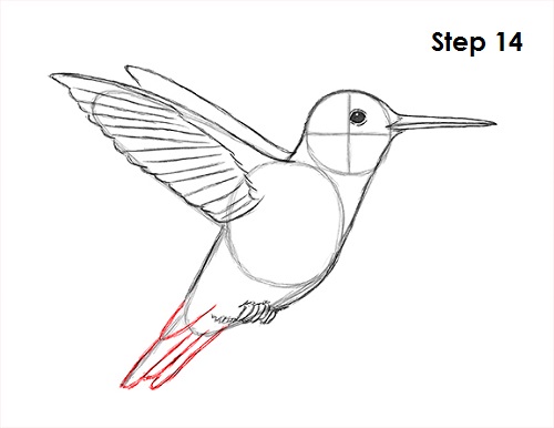 Draw Hummingbird 14